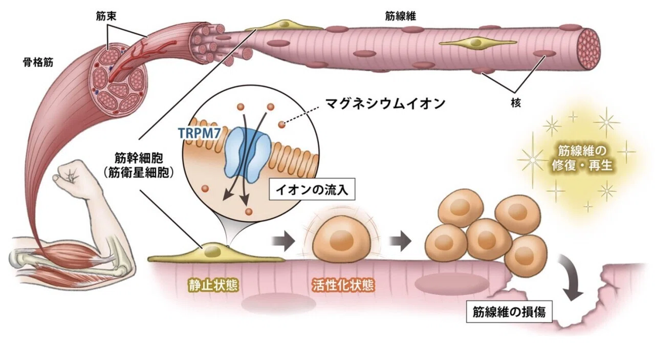 最新｜マグネシウムイオンが筋幹細胞を活性化 -骨格筋の再生促進による健康長寿延伸に期待-