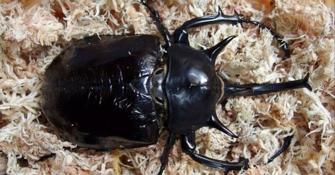 マルスゾウカブト(飼育) マルスゾウカブトの飼育に挑戦！立派な成虫を育ててみよう！ | 月虫