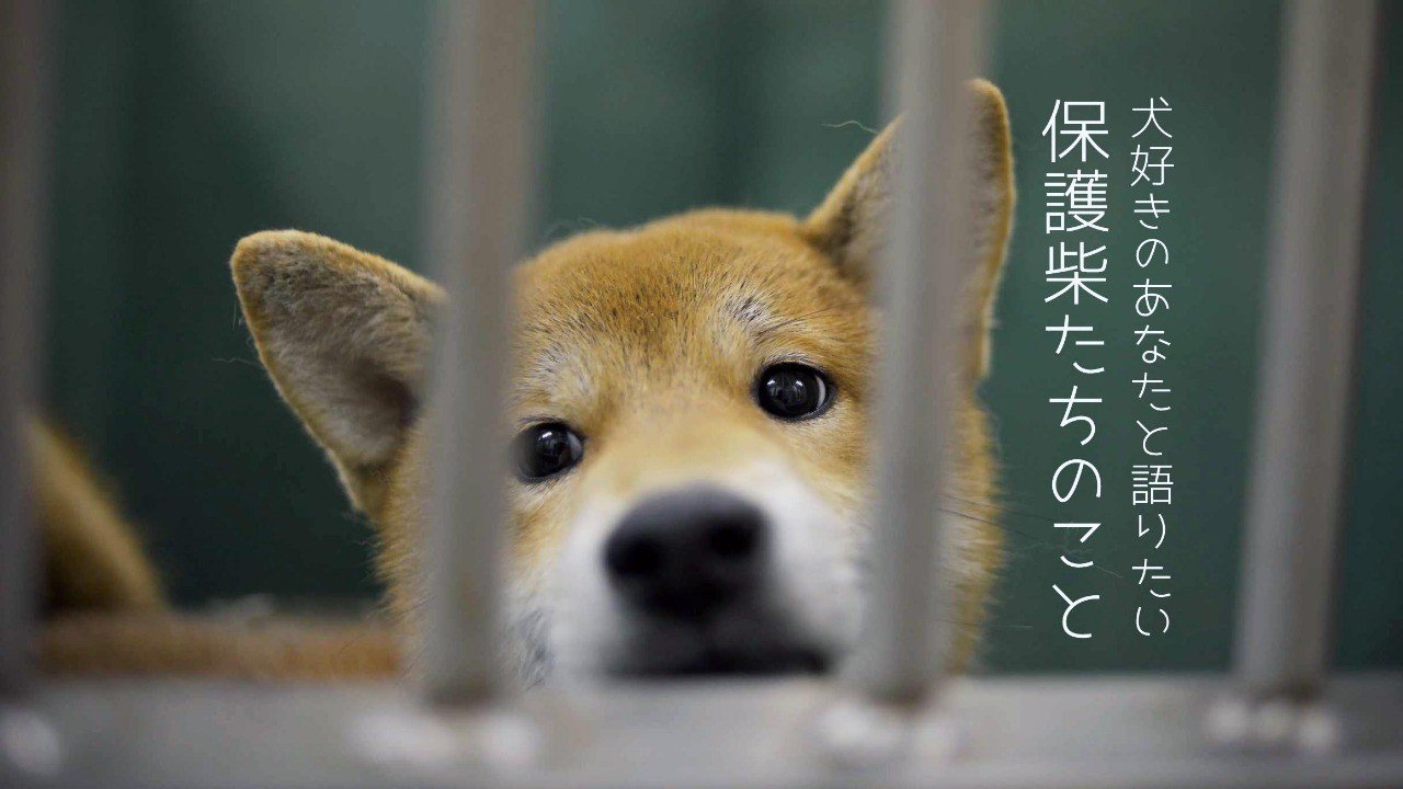 そろそろちゃんと語りたい 保護柴と私たち そこに運命の出会いはあるのか Kkベストセラーズ そろそろちゃんと語りたい 保護柴と私たち そこに運命の出会いはあるのか Kkベストセラーズ
