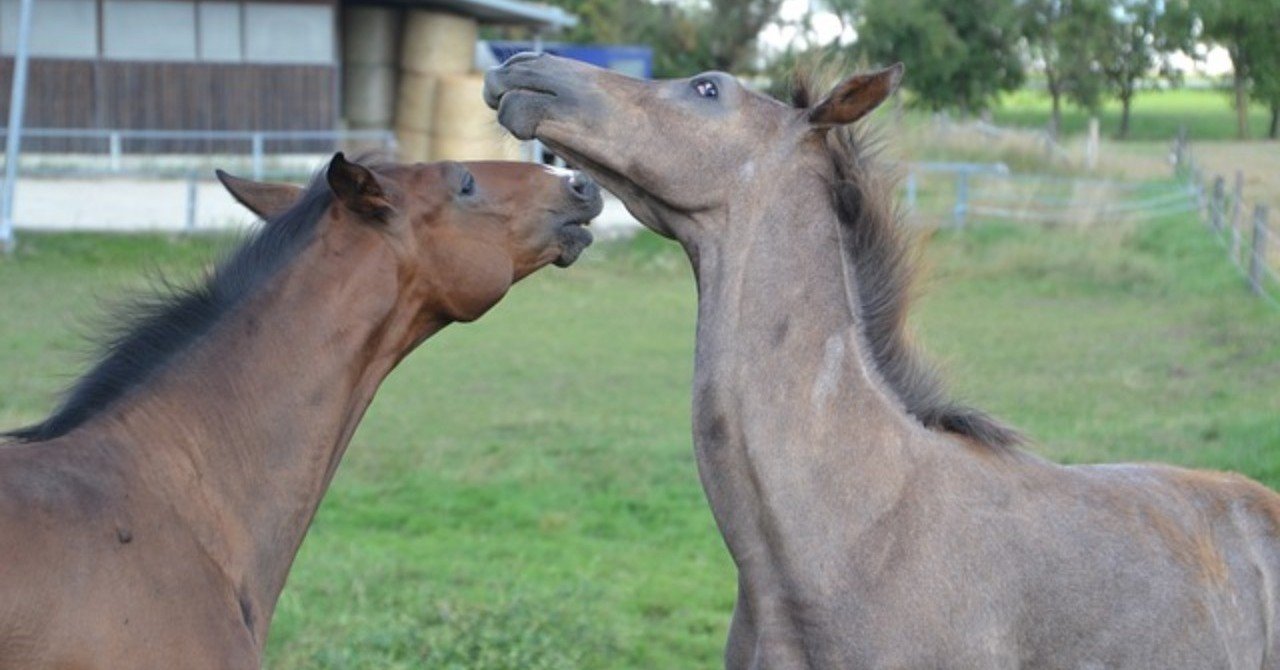 エネルギーを生産するミトコンドリアの遺伝子は 母馬からしか伝わらない 一口馬主マスターb note