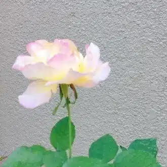 花村 のの香