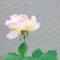 花村 のの香
