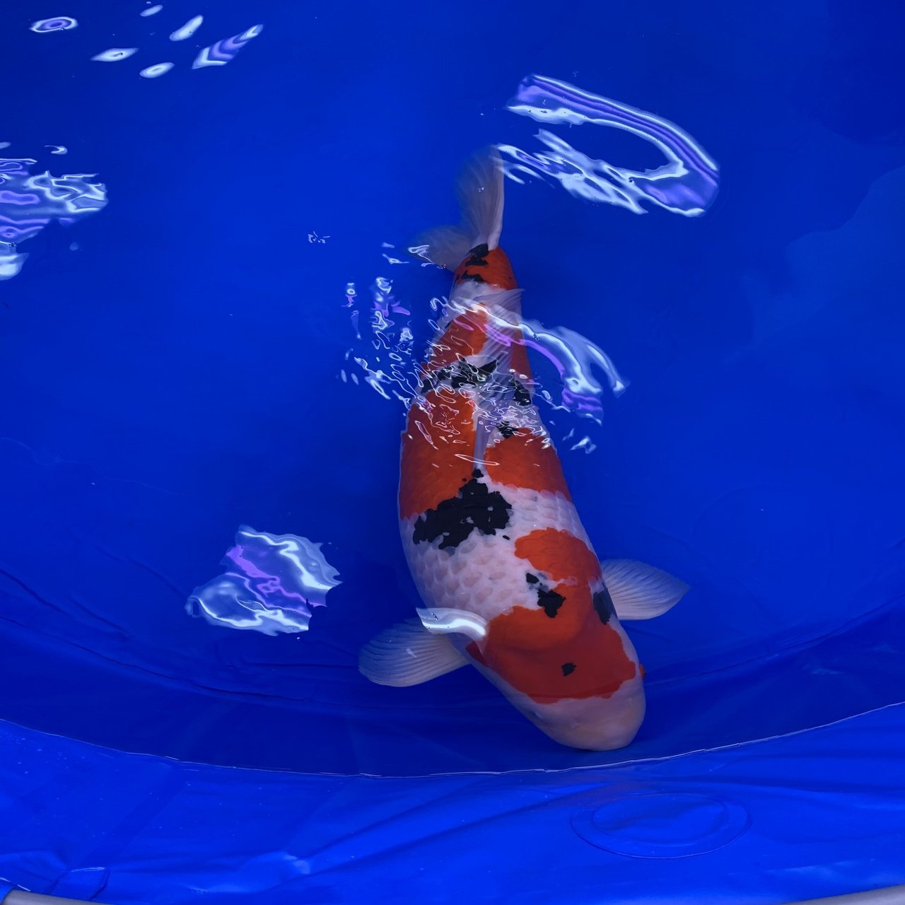 第51回全日本総合錦鯉品評会〜the 51th All Japan Koi show｜Toshio