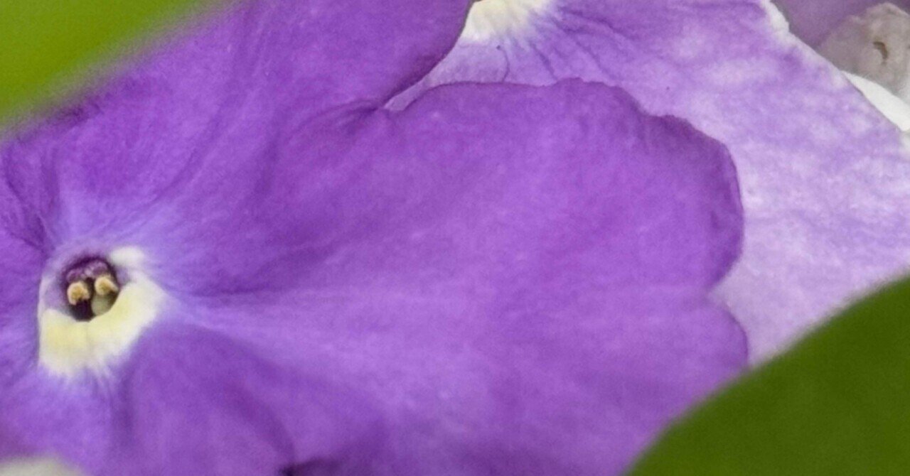 植物図鑑 『有毒編』 - 有毒植物｜EGGSEED｜note
