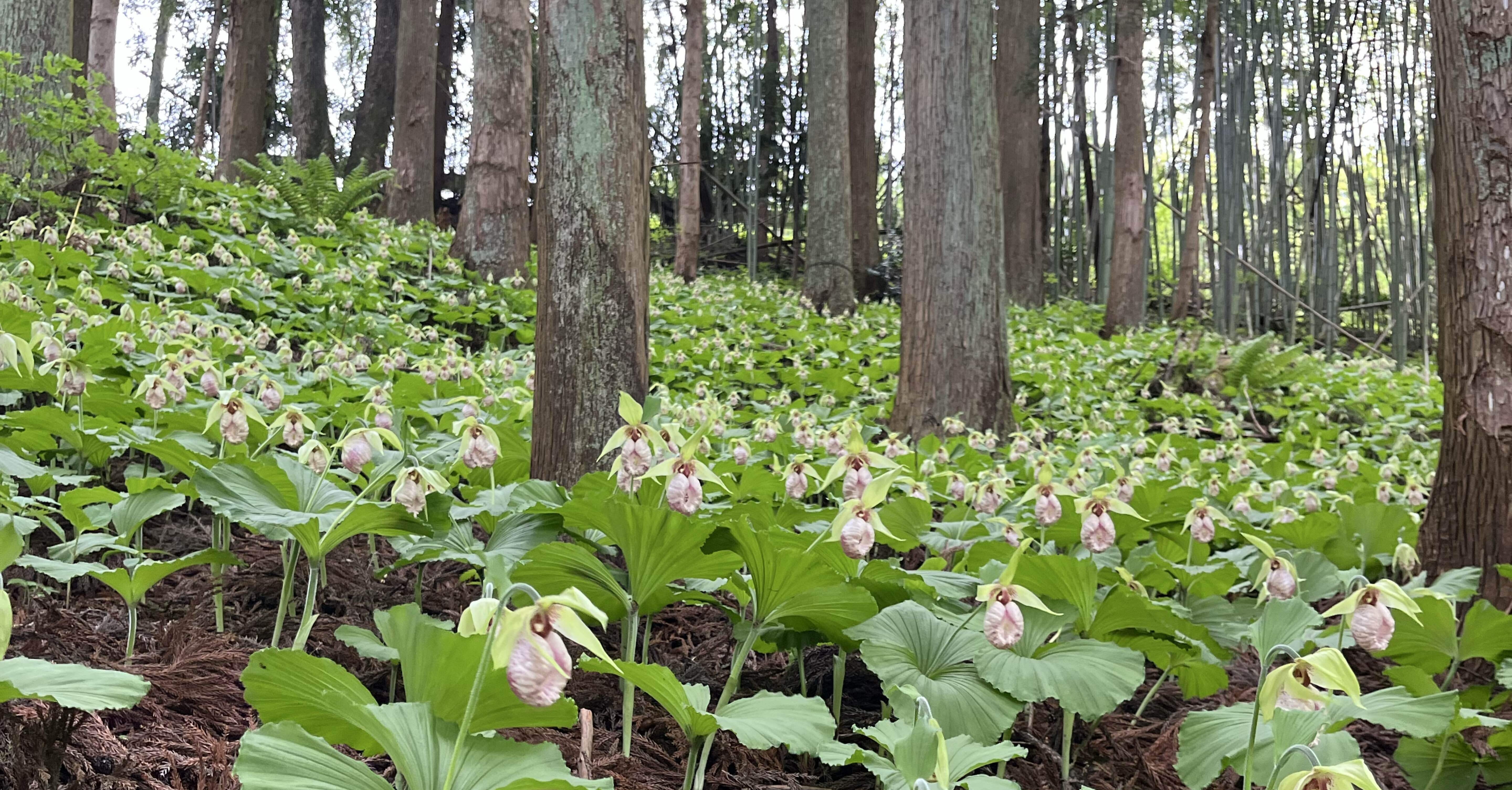 健気で可愛らしい山野草#246〜252｜YUMI｜木こり女子の活動記録