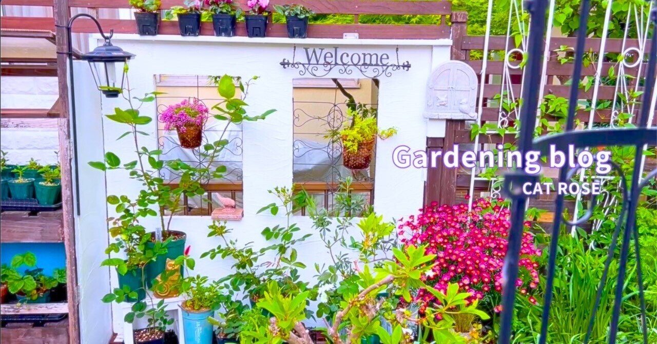 雨の似合う山野草と挿木薔薇デビュー｜Cat rose 「ガーデニングブログ