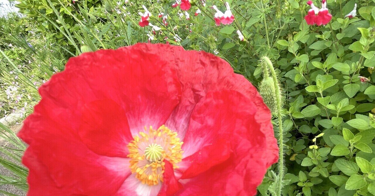 公園の花たち🌺ひなげし咲いて｜エコ914