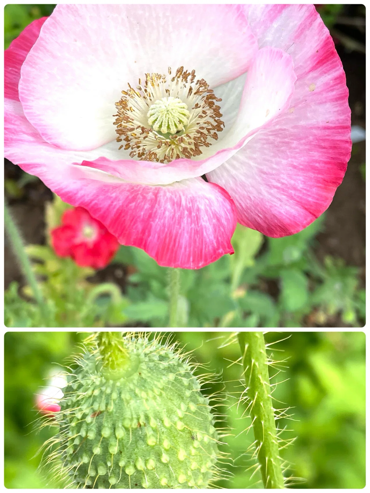 公園の花たち🌺ひなげし咲いて｜エコ914