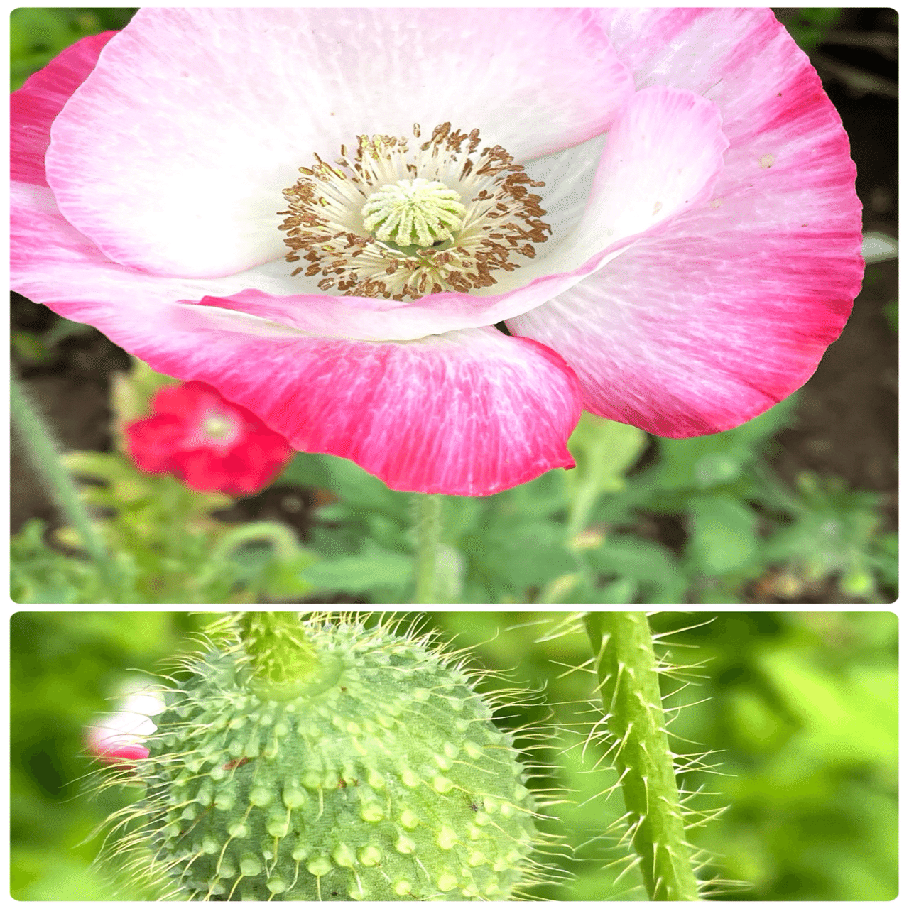 公園の花たち🌺ひなげし咲いて｜エコ914