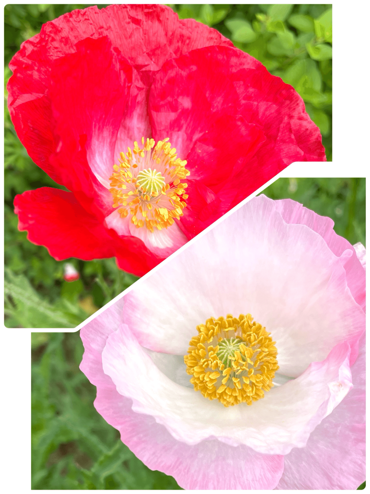 公園の花たち🌺ひなげし咲いて｜エコ914