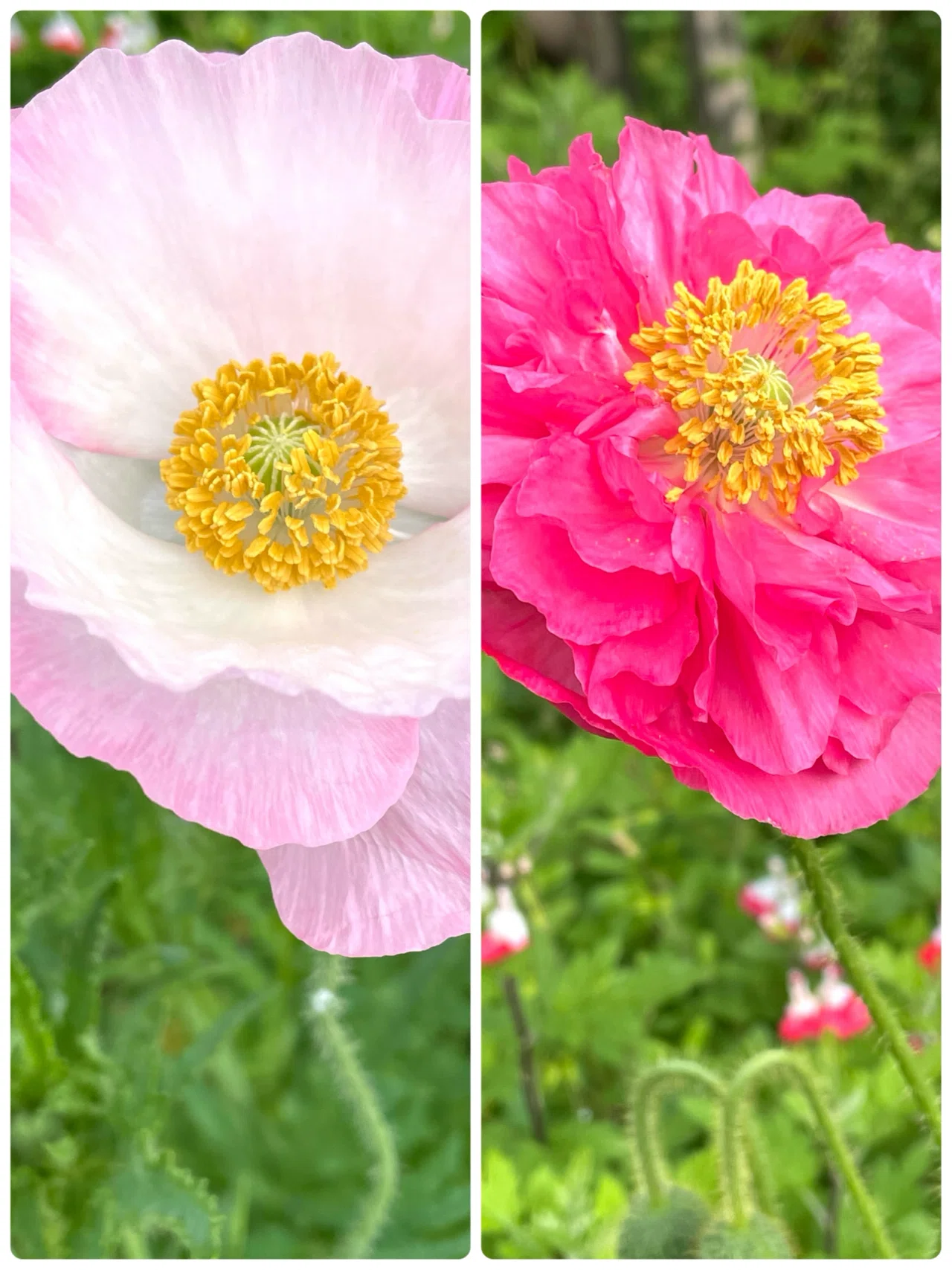 公園の花たち🌺ひなげし咲いて｜エコ914