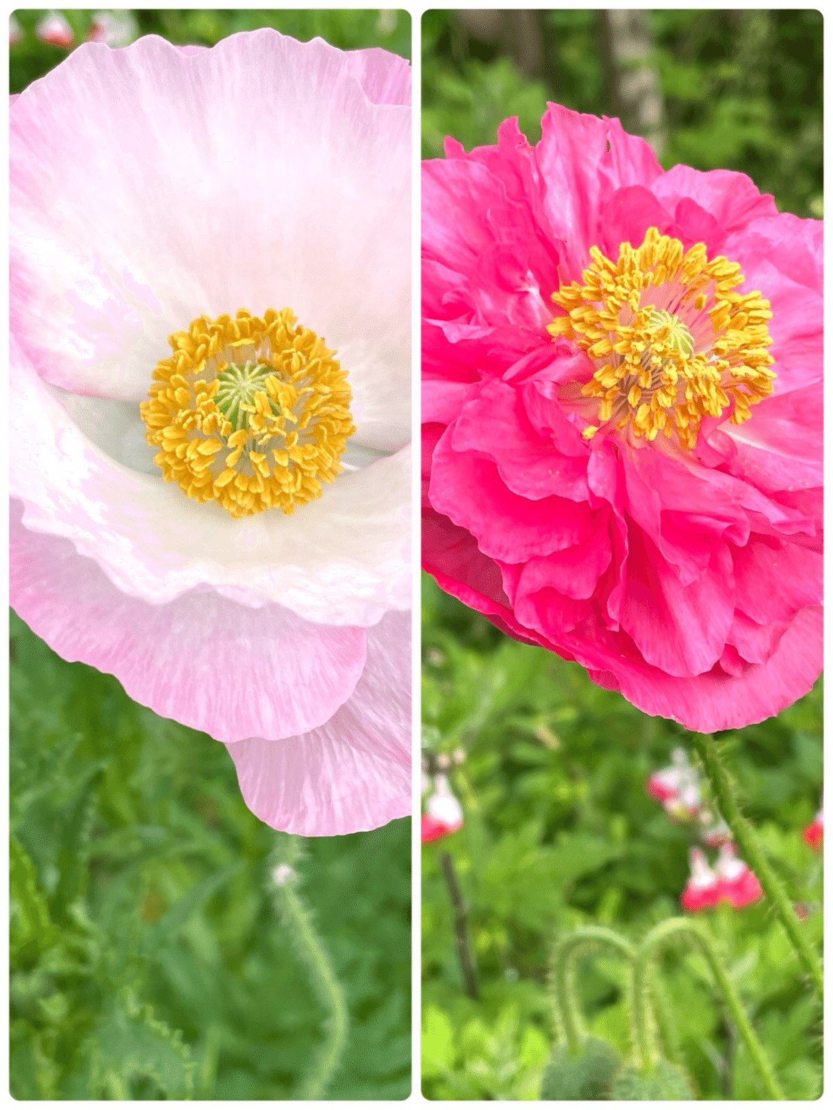 公園の花たち🌺ひなげし咲いて｜エコ914