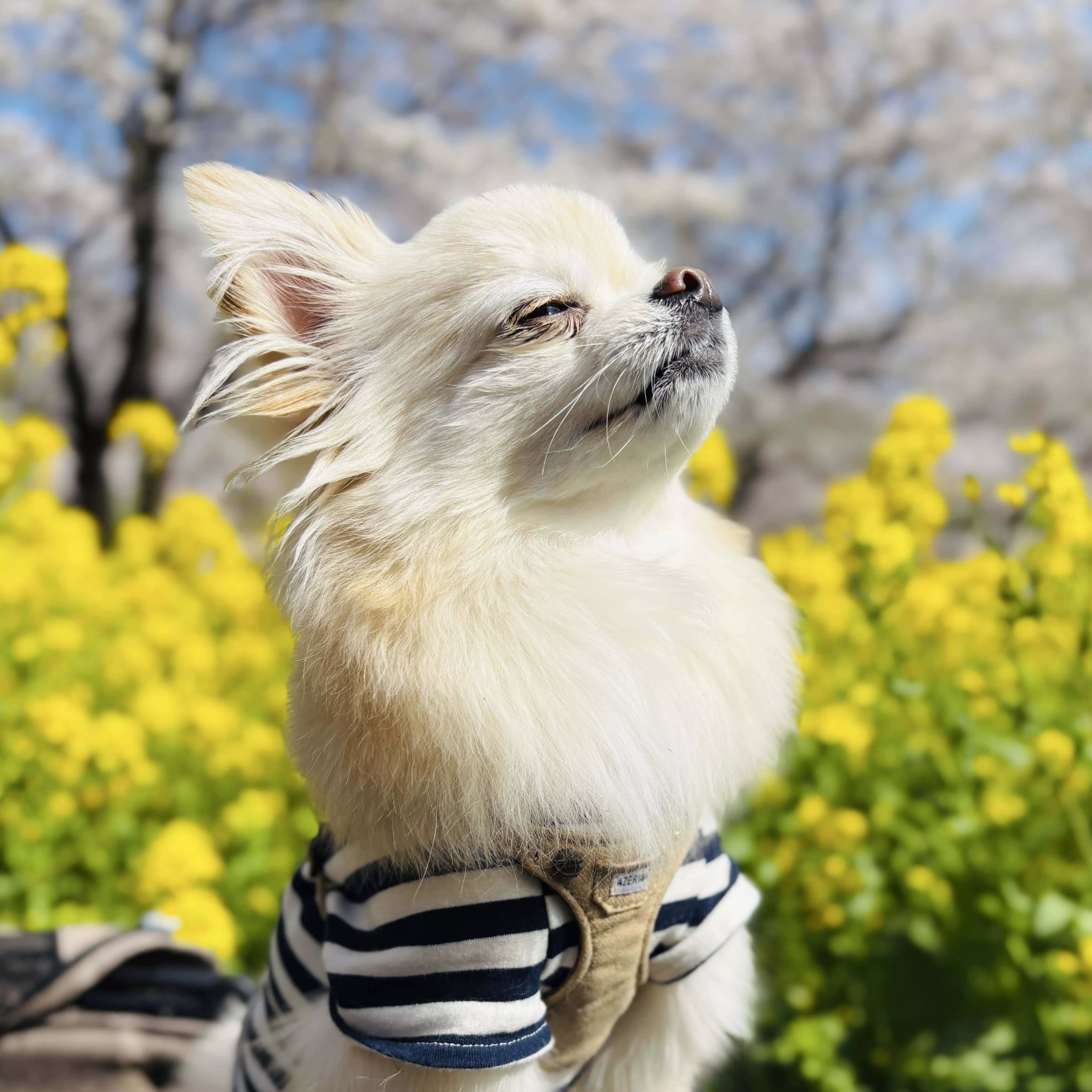 にちよう村