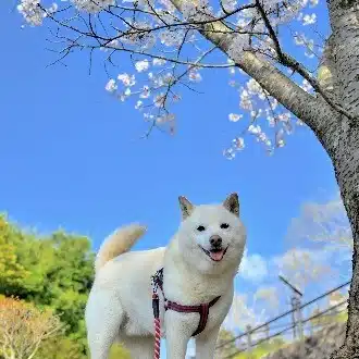 ふうたさん