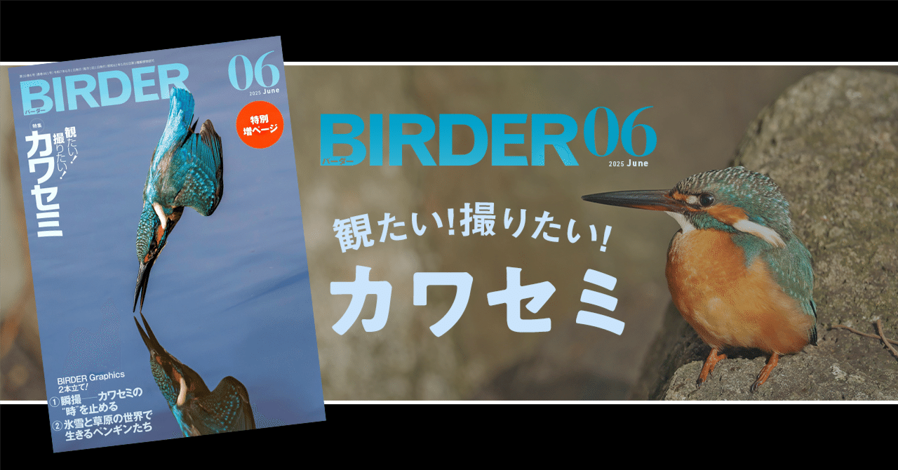 BIRDER6月号の見どころ｜ブンイチ（文一総合出版）