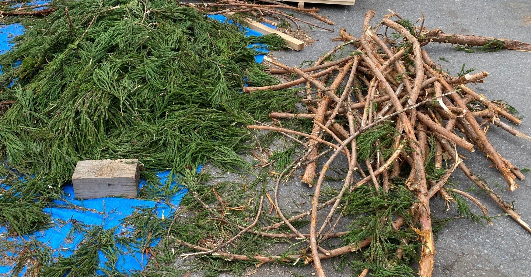 山採り　スノキ doboku2_sp.jpg?v1