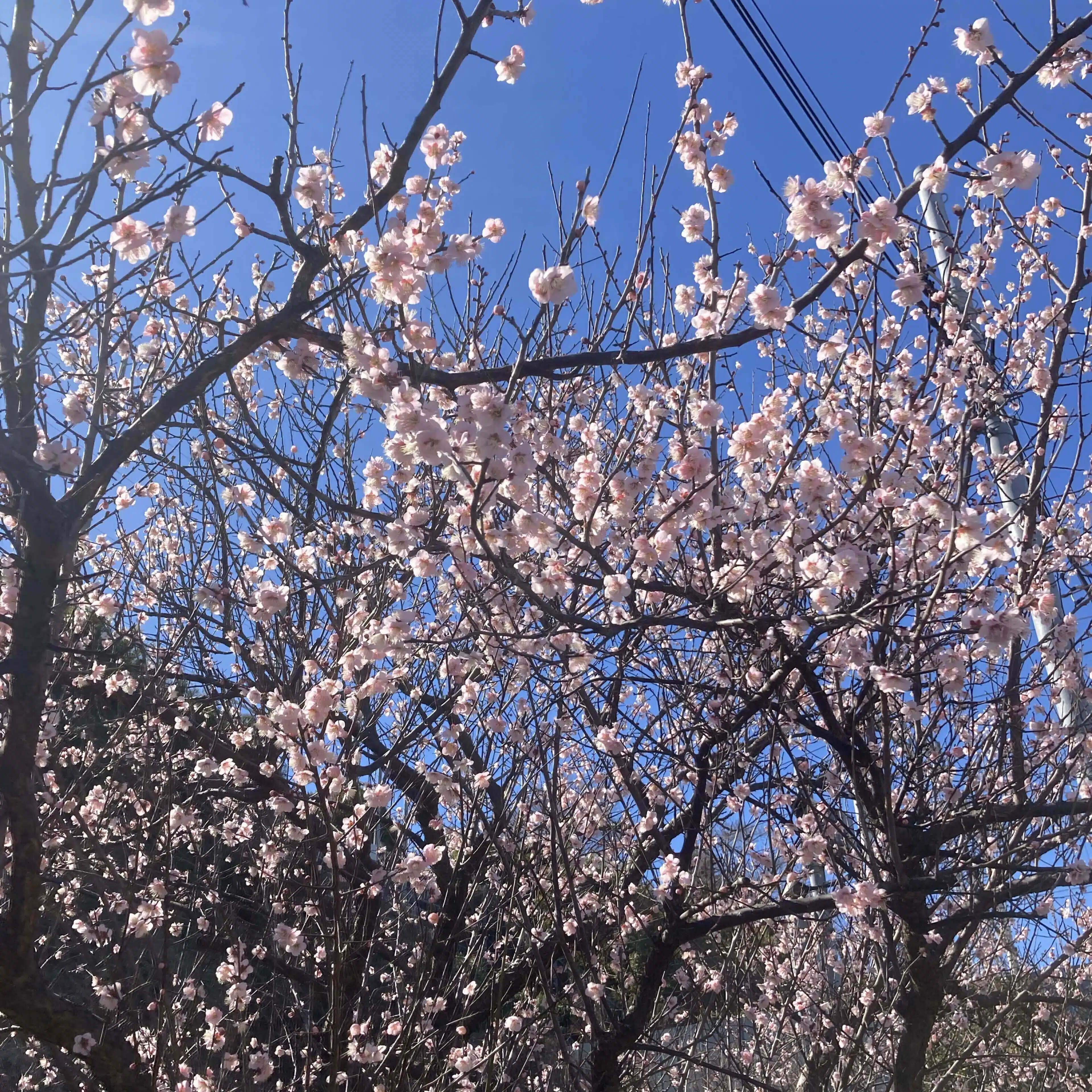 かとうゆうた
