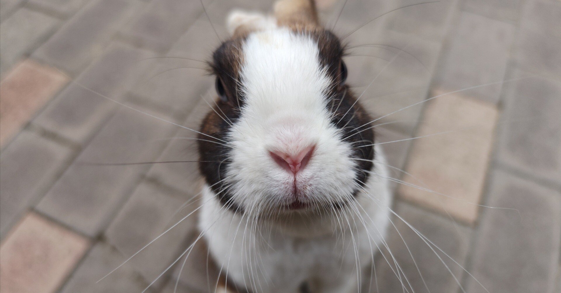 加賀市にある月うさぎの里を訪ねて｜赤山かいち