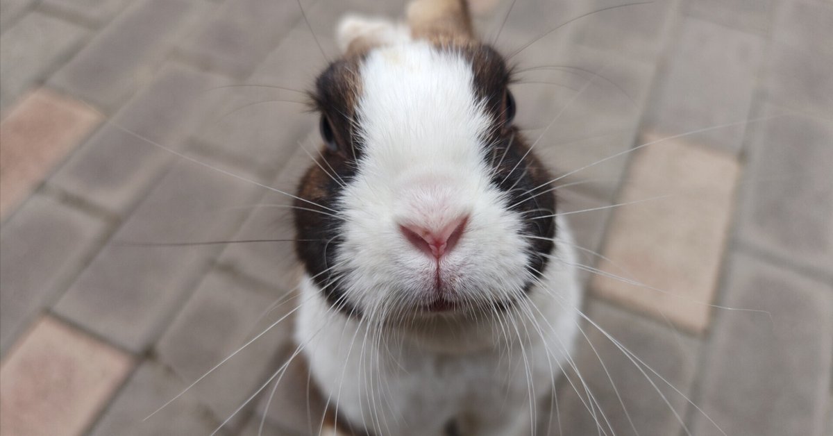 ヒカ　月うさぎ他 月の兎 - Wikipedia