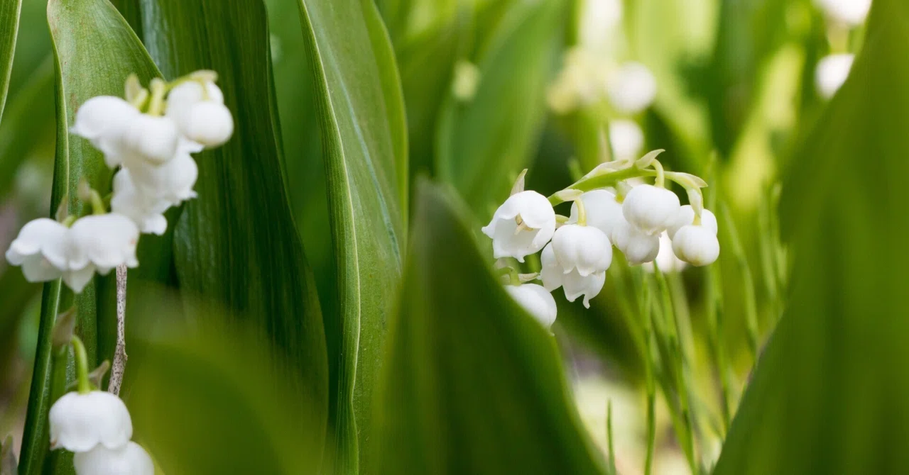 庭の草花たちからの便り～すずらんが咲きました～｜KazTak