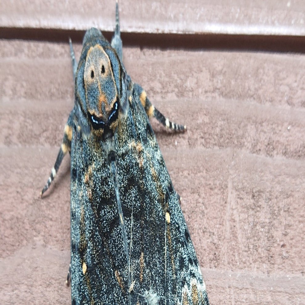 クロメンガタスズメ（国産） 養蜂】蛾と回文:クロメンガタスズメ｜ぱぴりお(虫と回文)