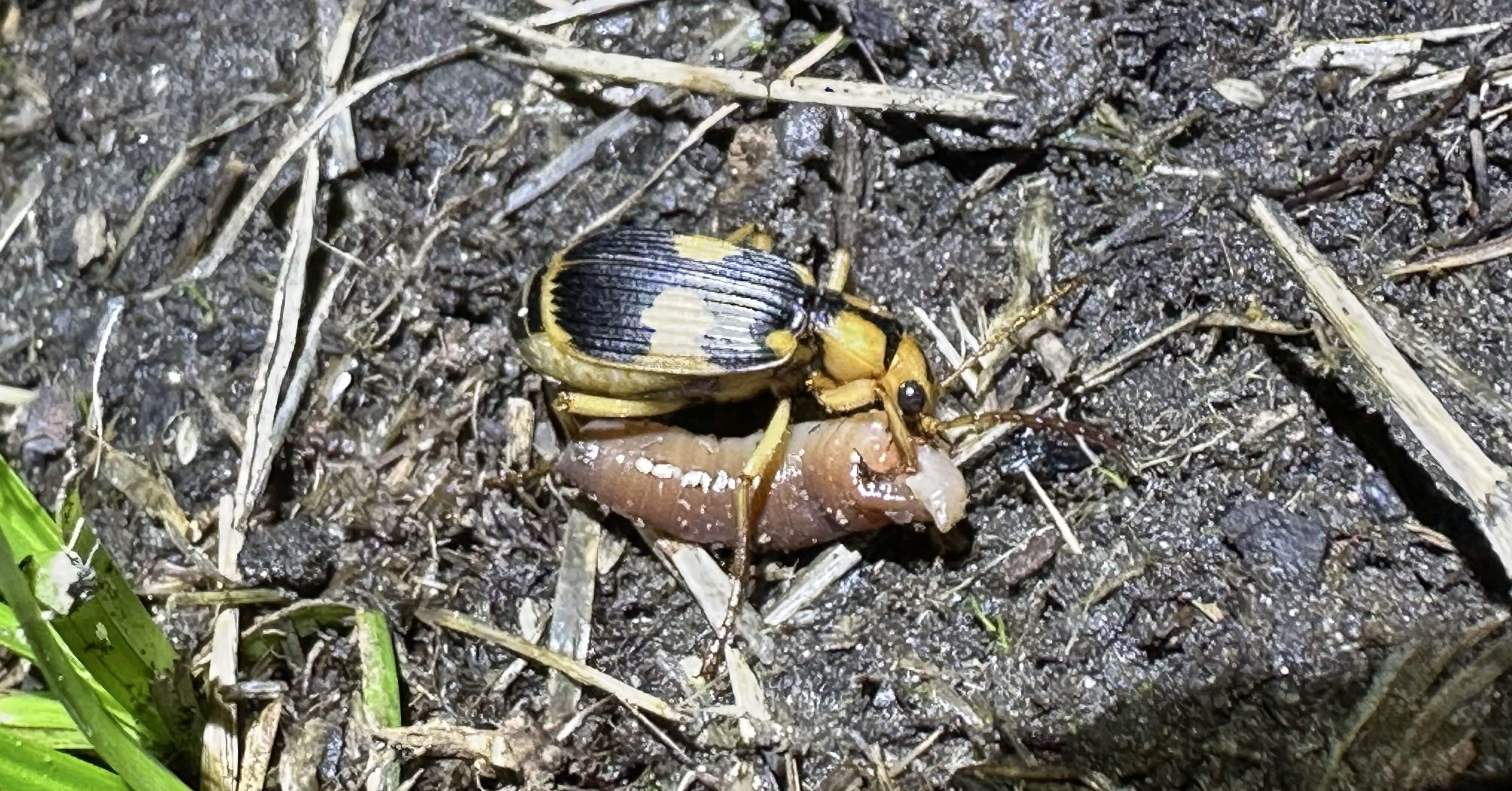 美麗！パイザラゴミムシ ケラとミイデラゴミムシ｜トモロウ