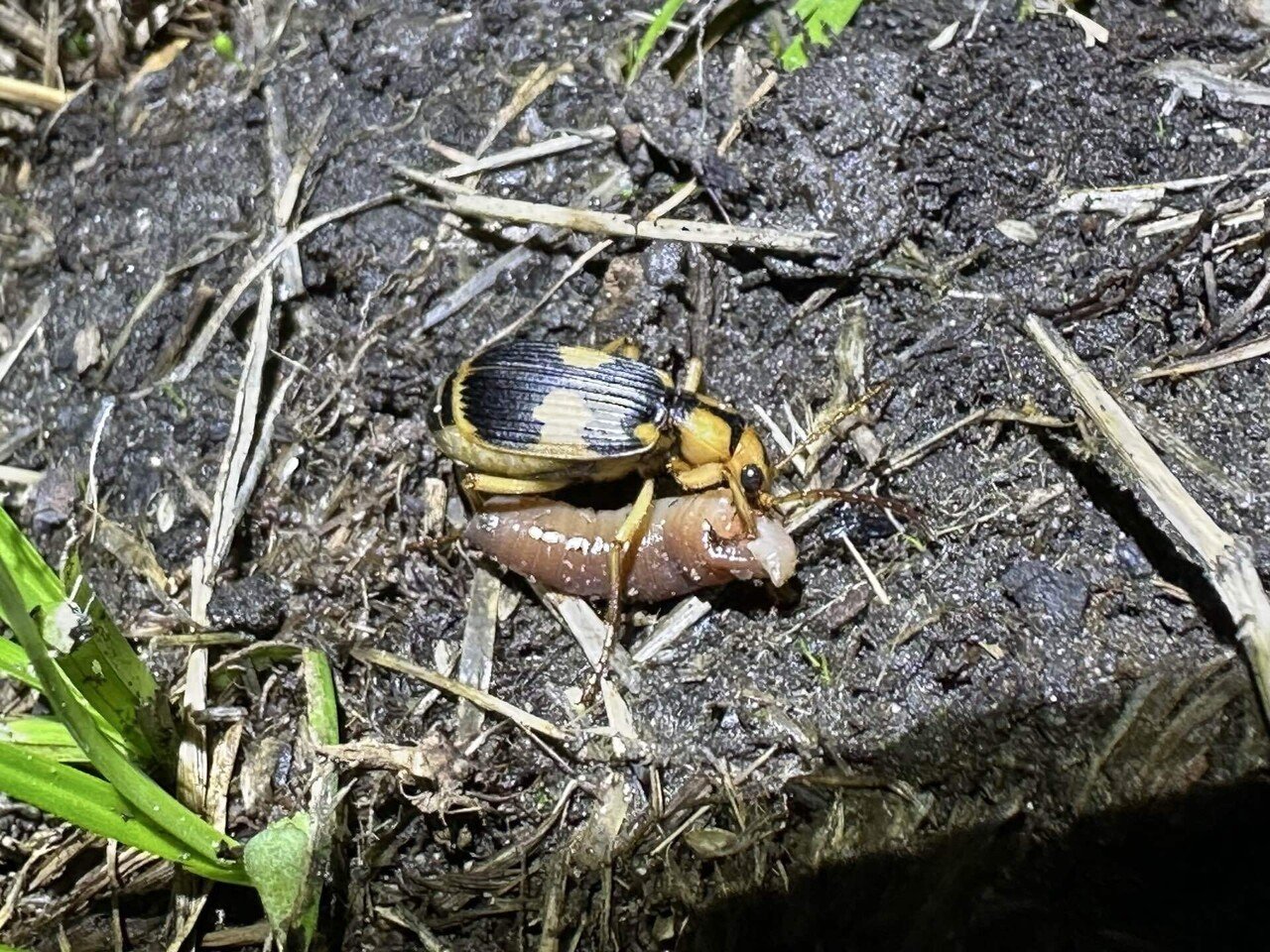 ゴミムシ すごい自然のショールーム --- ミイデラゴミムシの毒霧噴射