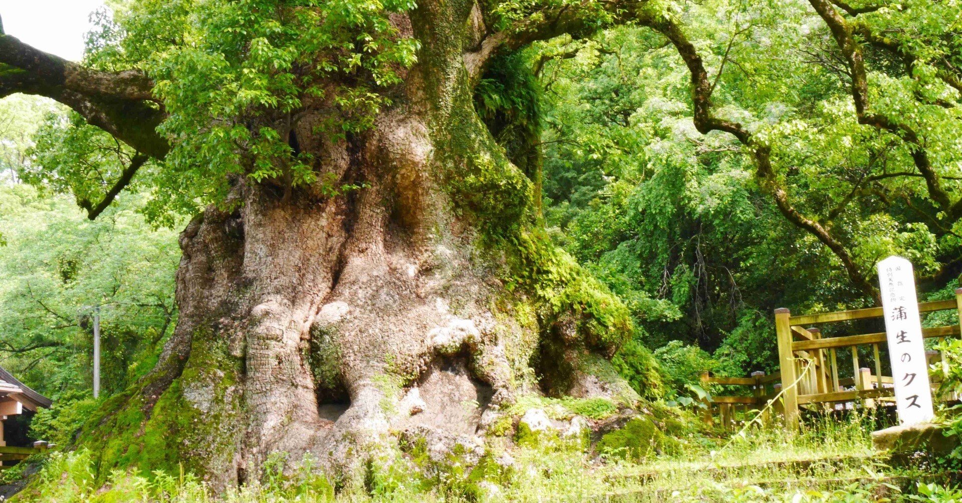 樹齢1,500年のクスノキを観て来ました｜久露見庵(くろみ庵)@天気と気候