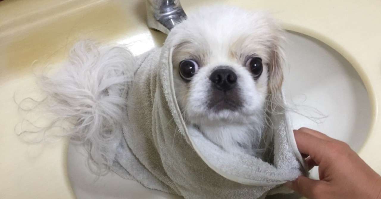 犬のトリミングに使うドライヤーやタオルは共用できる ドッグライフサポーター 獅子パパ Note