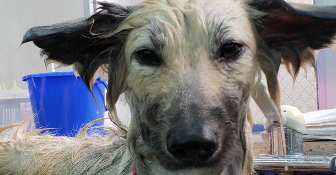 犬に人用シャンプーは危険です ドッグライフサポーター 獅子パパ Note 犬に人用シャンプーは危険です ドッグライフサポーター 獅子パパ Note