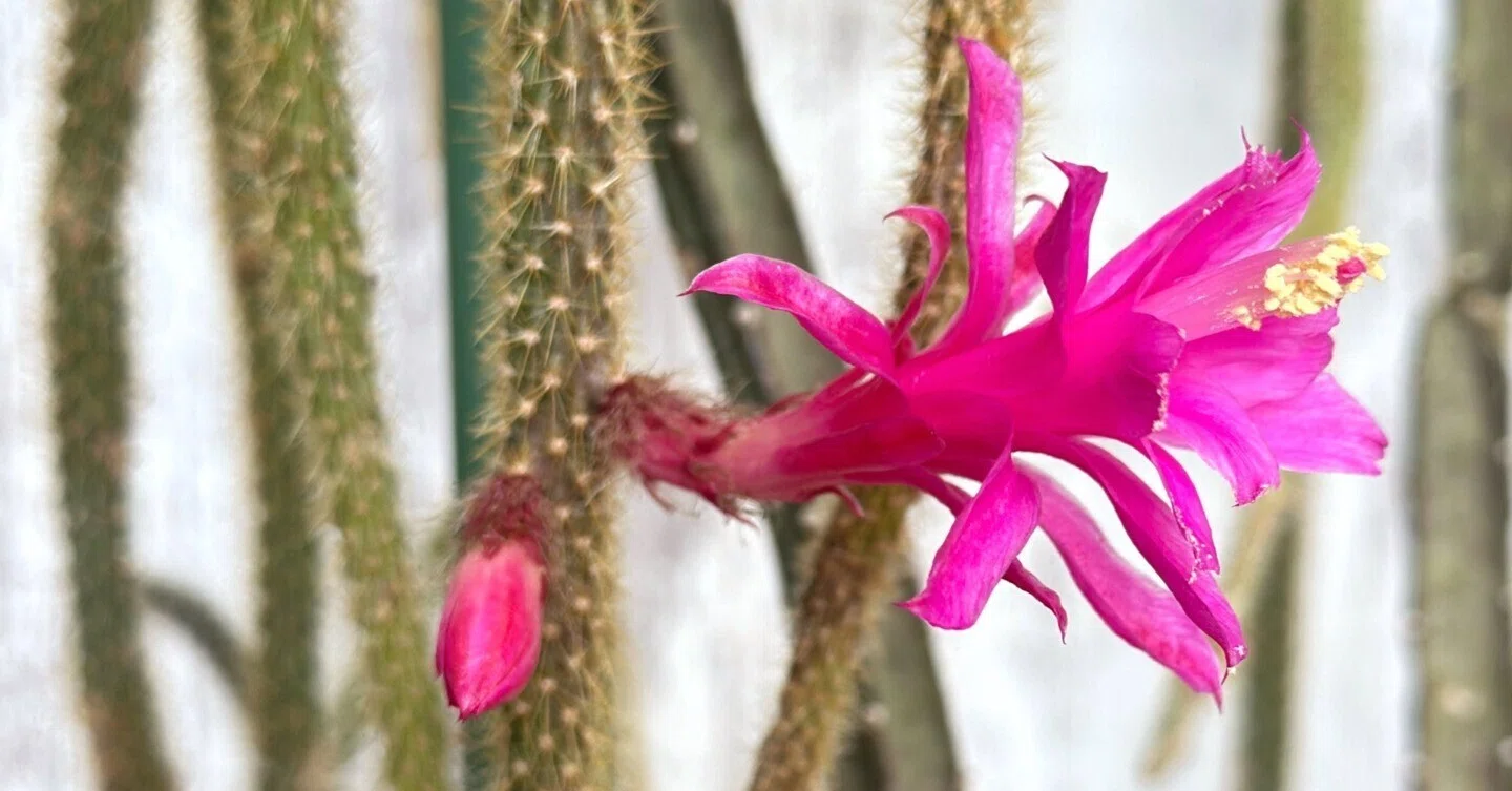 紐サボテン、金紐が咲いています。 Aporocactus flagelliformis｜暇人