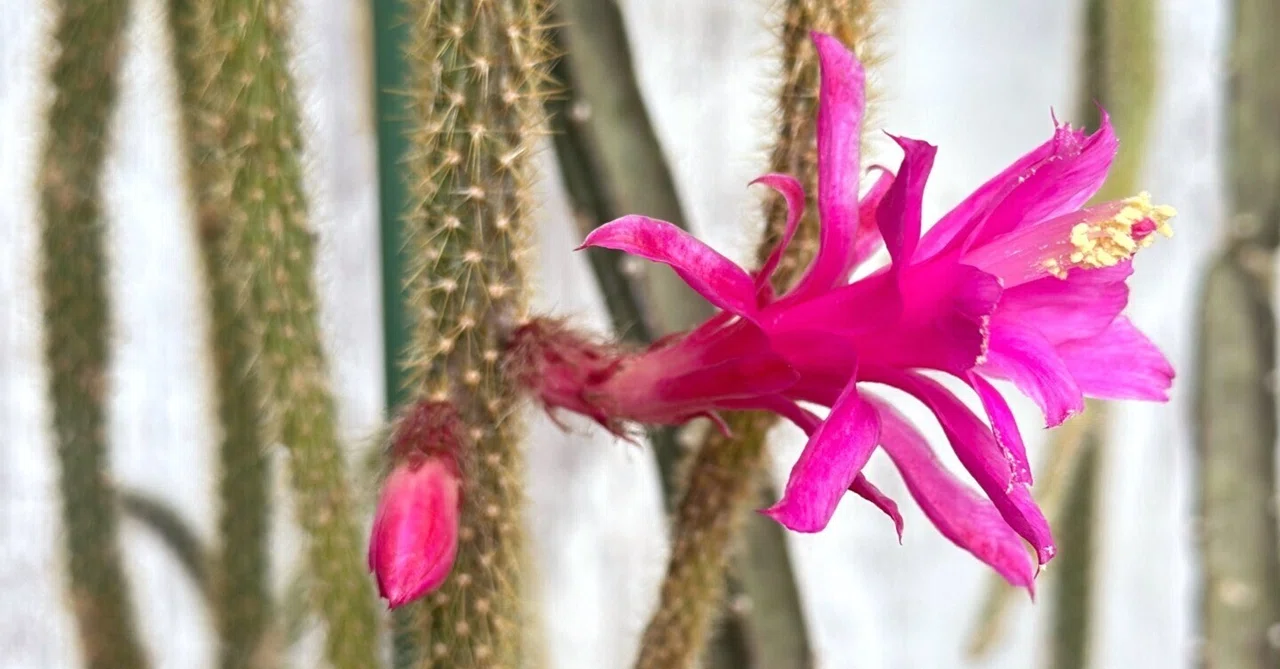 紐サボテン、金紐が咲いています。 Aporocactus flagelliformis｜暇人