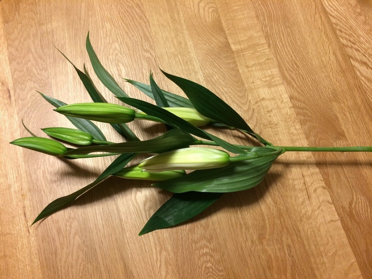 コップで生け花002 ユリ 投げ銭 後藤グミ Note