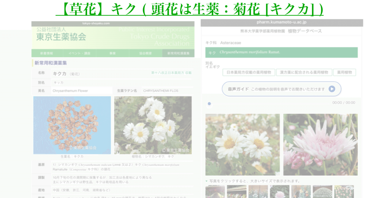 草花】キク ( 頭花は生薬：菊花 [キクカ] )｜200im