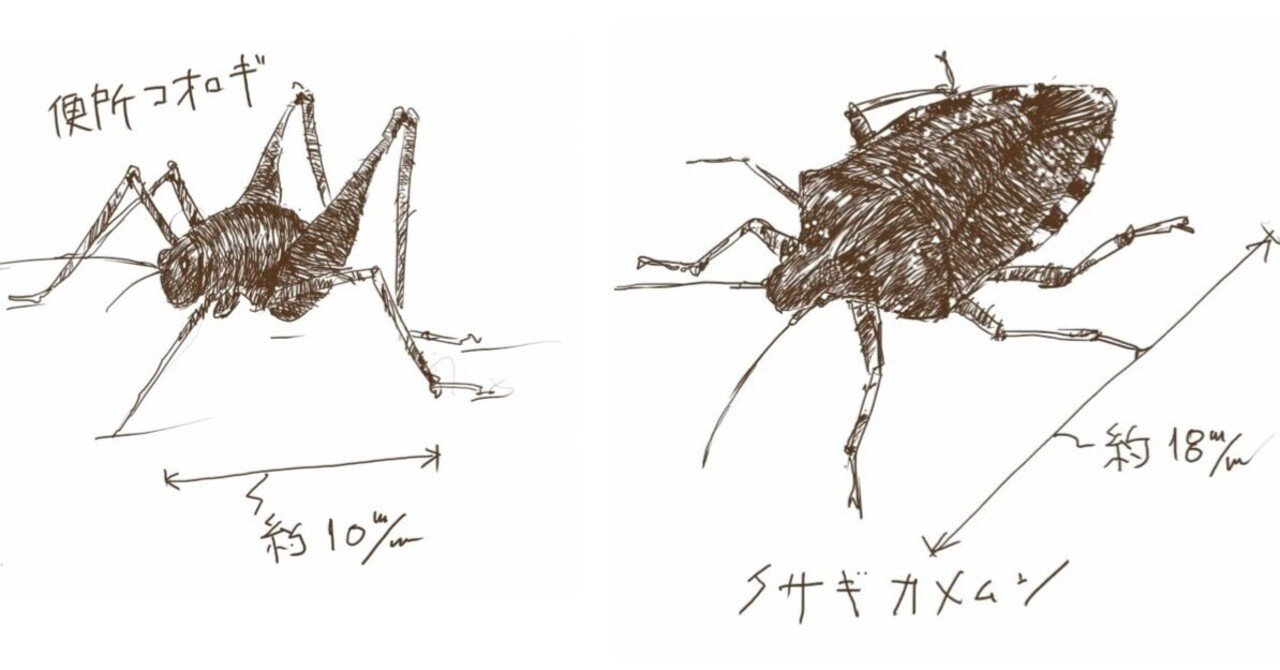 象足黒牡丹錦」アリオカルプス サボテン 検)村主 竜角牡丹 花