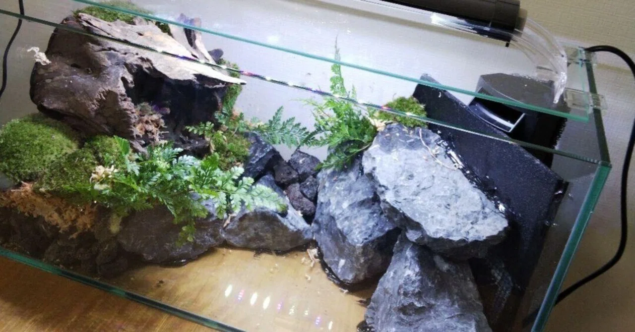 アクアテラリウム製作日記～苔之介～｜苔之介