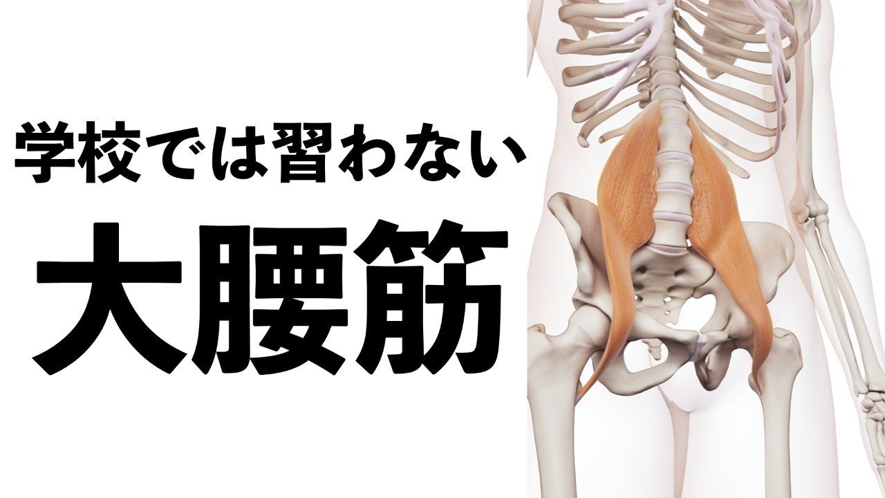 学校では習わない 大腰筋 薬師寺偲 理学療法士 ピラティス Note