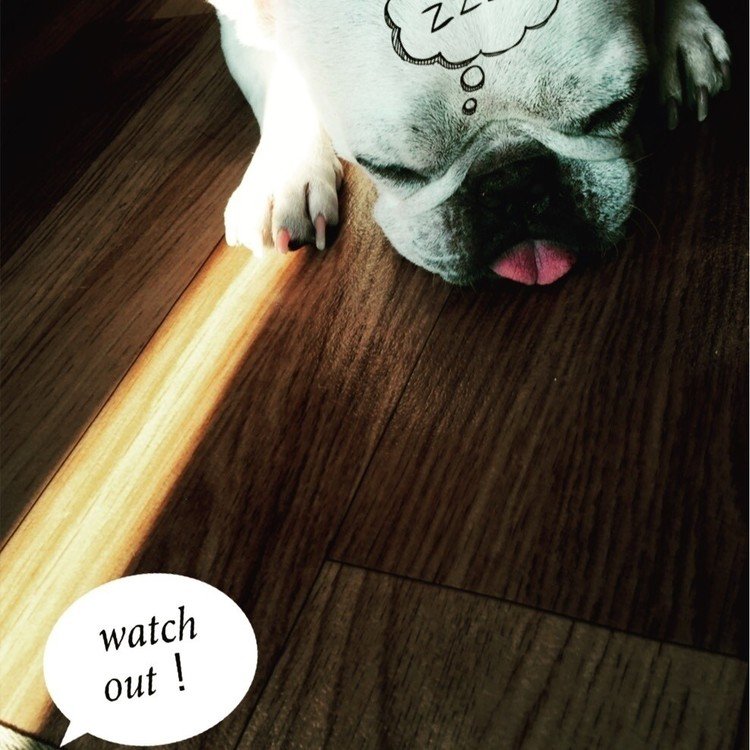 使用上の注意:ライトセーバーの使用は覚醒時に。
#frenchbulldog
#caution
#lightsaber
#yoda
#フレンチブルドッグ
#うちのヨーダ師匠
#ライトセーバー