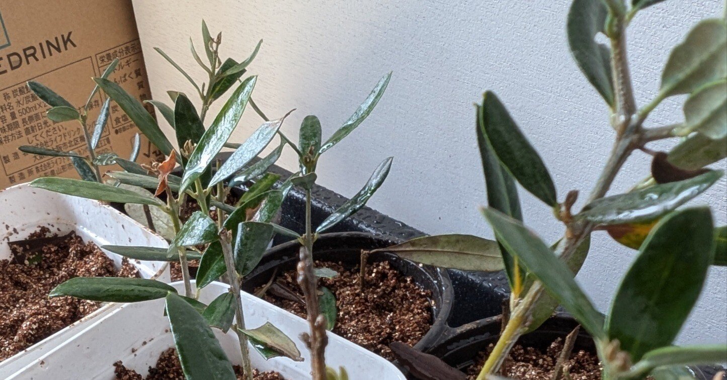 反省忘備録】オリーブ挿し木100本作って失敗したこと｜テレワークで