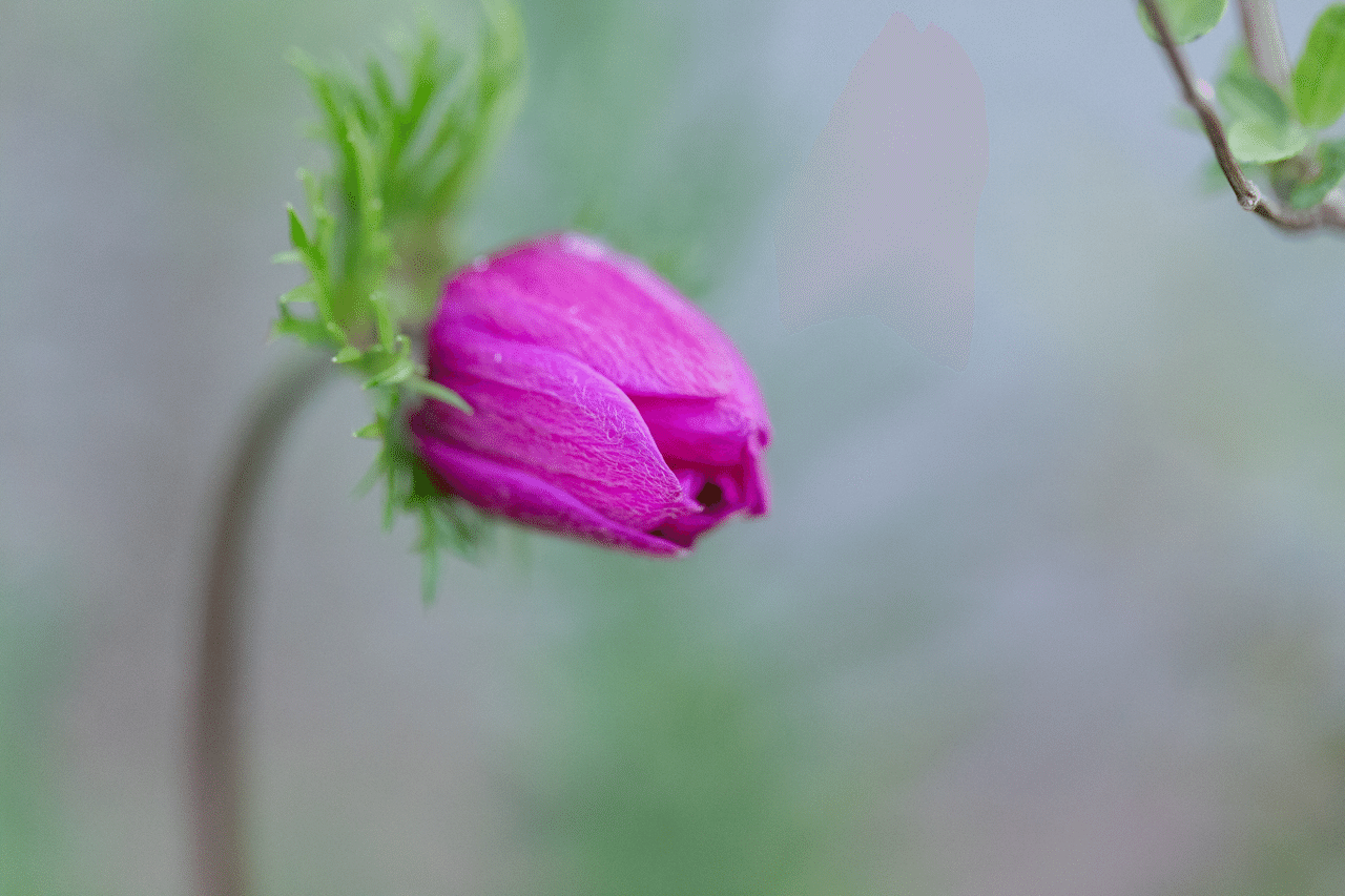 アネモネのつぼみ くろねこ Note