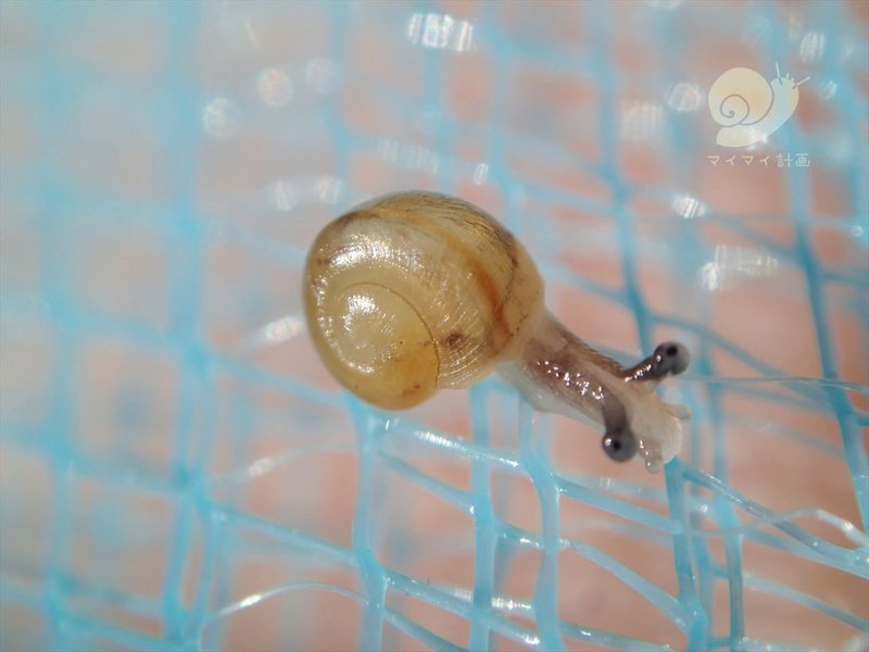 かたつむり的世界観 第15回 赤ちゃんはかわいい マイマイ計画 野島智司 Note