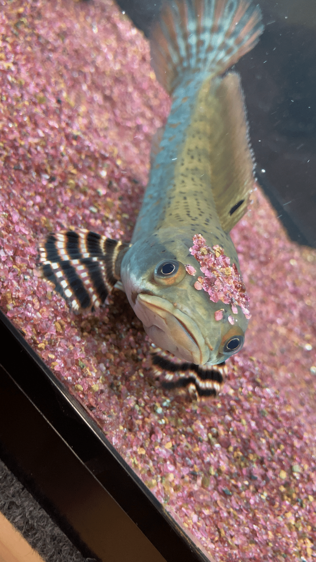 我が家のアイドルちっちちゃんの水槽はどんな感じなの？スネークヘッド