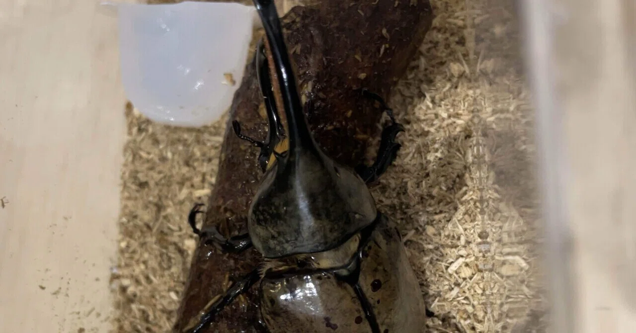 グラントシロカブトについて｜かぶとまる