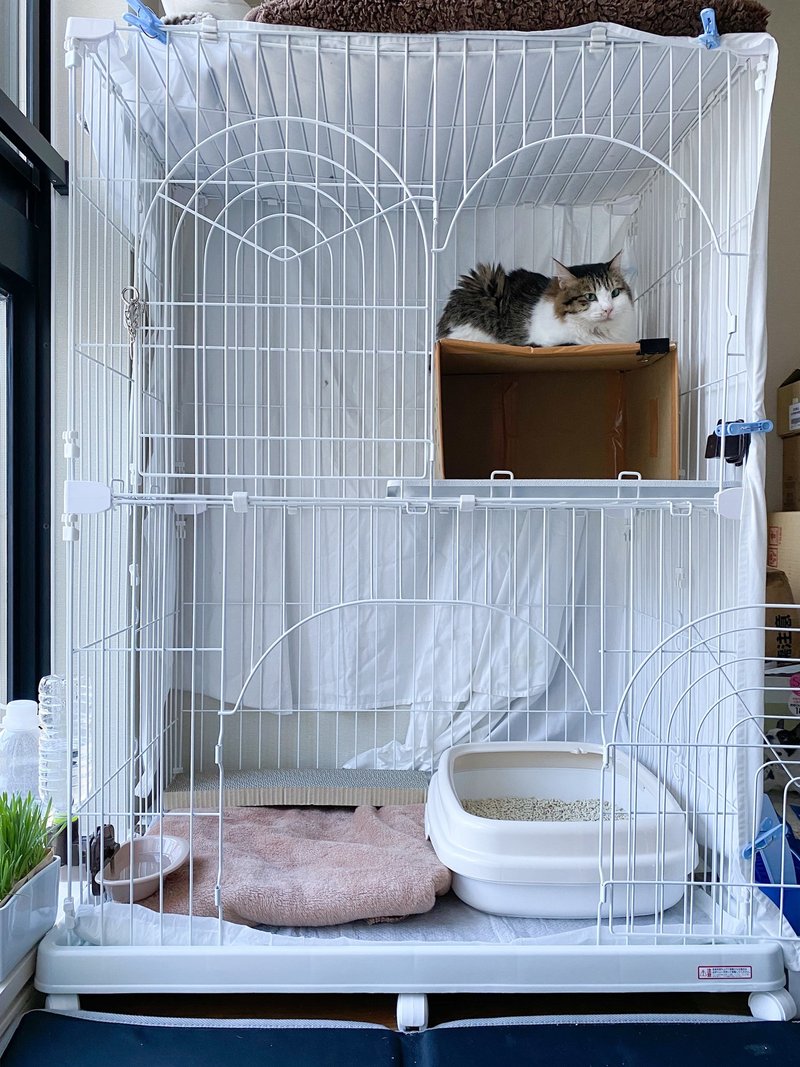生まれて初めてガチの野良猫を保護した話 あさのますみ Note 生まれて初めてガチの野良猫を保護した話 あさのますみ Note