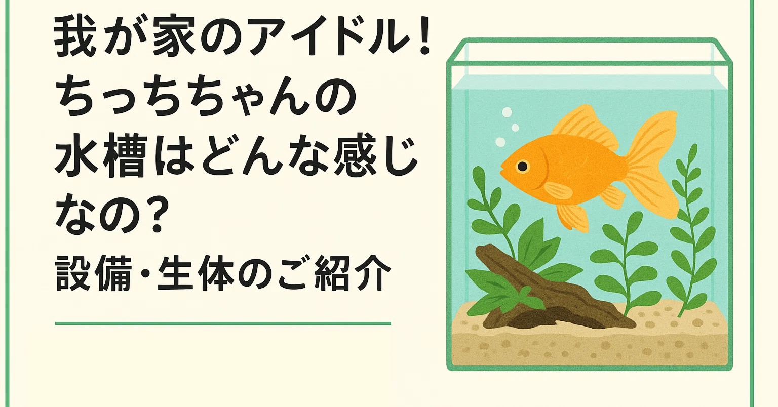 我が家のアイドルちっちちゃんの水槽はどんな感じなの？スネークヘッド
