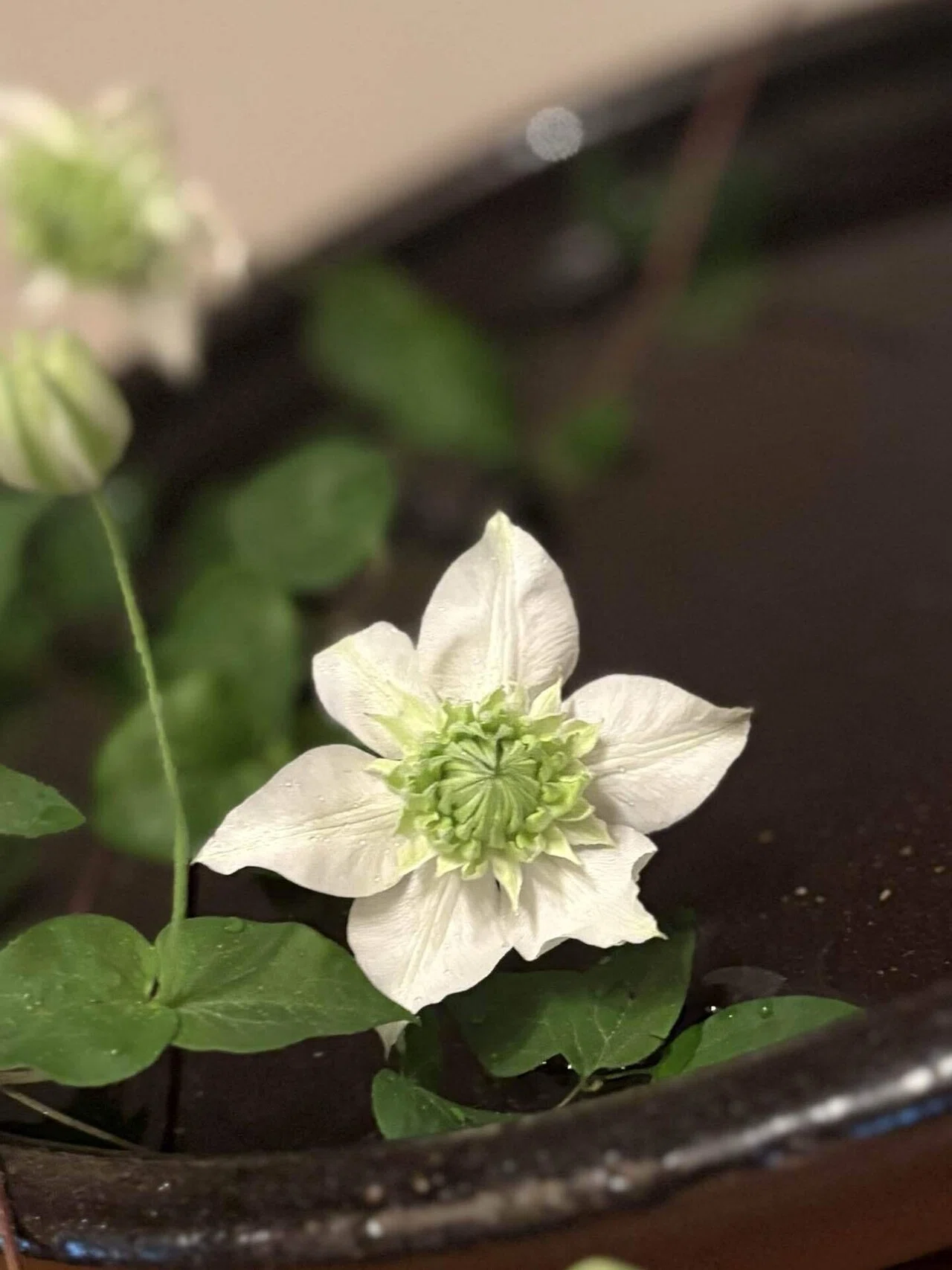 花あわせ 草あわせ】 鉄線｜【花あわせ 草あわせ】 くさのにおいと
