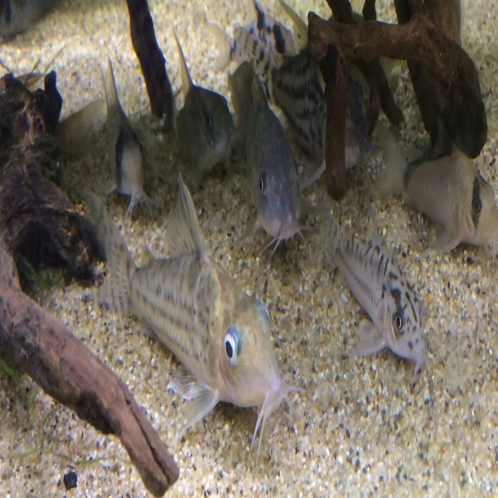 Amazonで購入できる代表的なコリドラス一覧｜だんごむし。／趣味熱帯魚