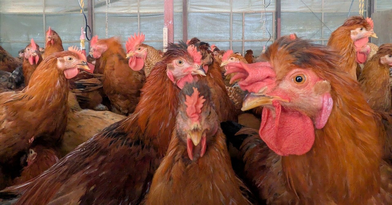 農家ではないから…ウクレレ平魚泳