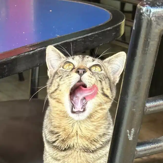 Bolivia_ari_gato