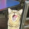 Bolivia_ari_gato